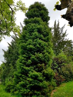 a tall green tree sitting in the middle of a forest