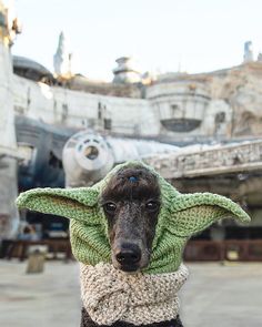 a dog wearing a knitted yoda hat and scarf