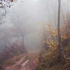 a foggy path in the woods with trees and leaves on both sides during autumn