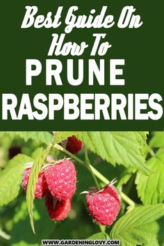 raspberries growing in the garden with text overlay that reads best guide on how to prune raspberries