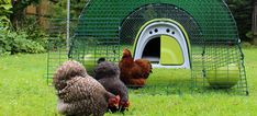 three chickens are walking around in the grass near a green cage with a dog house