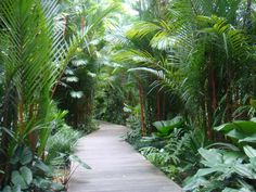 a wooden walkway surrounded by tropical plants and trees