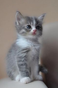 a small gray kitten sitting on top of a white chair next to a wall and looking up