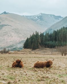 two yaks are laying in the grass near some trees and mountains with snow on them