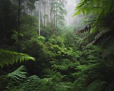 a dense forest filled with lots of green plants