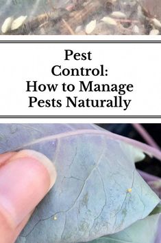 pest control how to manage pests naturally in your garden or yard with this simple guide