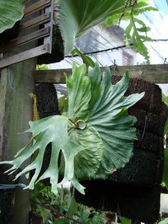 a large green leafy plant in a garden