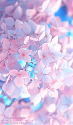 pink flowers are in the middle of blue and pink colors, as if they were floating or floating on water