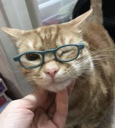 a cat with glasses on it's face looking at the camera while being petted by someone