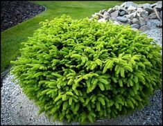 a green bush sitting in the middle of a gravel area next to rocks and grass