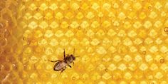 a close up of a bee on a honeycomb with drops of water in the background