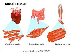 the muscles and their skeletal systems are labeled in this diagram, which shows how they work together