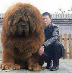 a man kneeling down next to a large brown dog with long hair on it's face