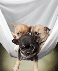 two small dogs sitting in a hammock with their paws on each other's head