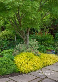 a garden with lots of plants and trees