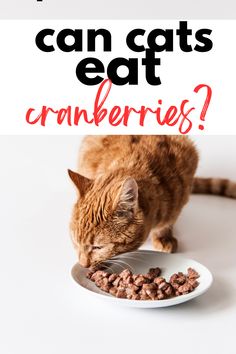 an orange tabby cat eating from a white plate with the words can cats eat cranberries?