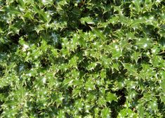 green leaves are growing on the tree