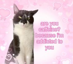 a black and white cat sitting in front of a pink background with hearts that says, are you caffeine? because i'm'm added to you