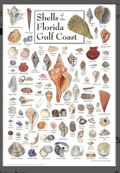 the shells of florida gulf coast poster is shown in white and has many different types of shells