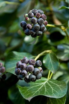 the berries are ready to be picked from the tree