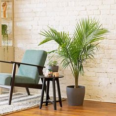 a living room with a chair and potted plant