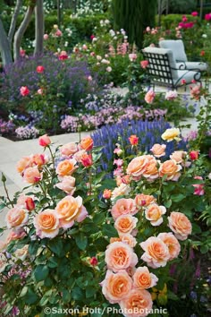 a garden filled with lots of pink and orange flowers