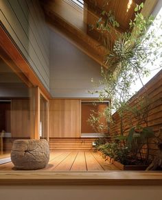 an indoor area with wooden floors and large potted plant on the floor, along with wood paneling