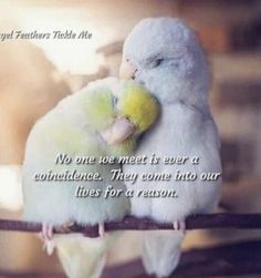 two white birds sitting on top of a wooden branch with a quote written below it