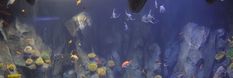 an aquarium filled with lots of different types of fish and corals in the water