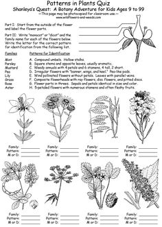 plants and flowers worksheet with answers for the plant life cycle, including an insect