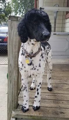 a black and white dog standing on top of a wooden porch