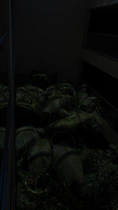 the dark room is filled with green plants and stairs leading up to an upper level