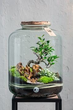 a bonsai tree in a glass jar with rocks and moss on a table next to a white wall