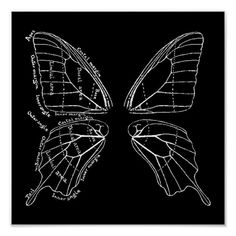 the anatomy of a butterfly wing v - victoria vivege, czzakie