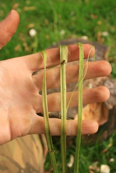 a person holding out their hand with some grass in it