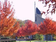 trees with red leaves in front of a building and green grass on the other side