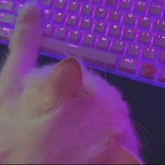 a white cat laying on top of a computer keyboard next to a purple key board