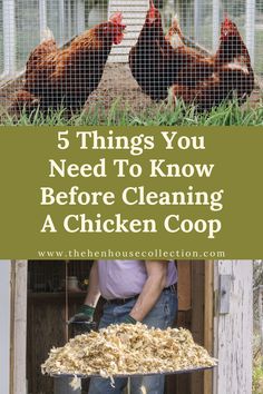 chickens in their coop with the words 5 things you need to know before cleaning a chicken coop