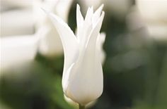 white flowers are in the foreground with blurry background