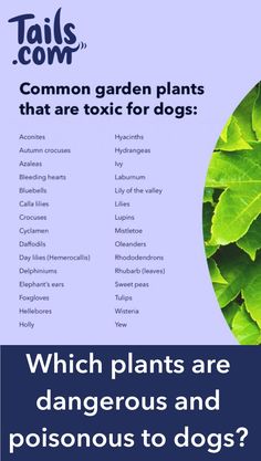 a poster with the words which plants are dangerous and poisonous to dogs