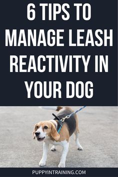 a dog on a leash with the words 6 tips to manage leash reactivity in your dog