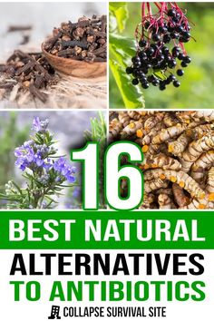 16 Best Natural Alternatives to Antibiotics Natural Alternatives, Home Health Remedies