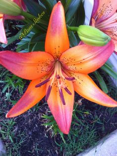 an orange and pink flower with green leaves in the foreground, surrounded by grass