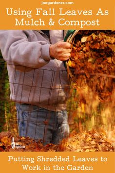 Beyond their unparalleled beauty, fall leaves are a great gift to gardeners when we use those leaves as mulch or in compost. Leaves contain 50-80% of nutrients extracted from the soil, so they are high in nutrients and break down into a wonderful soil amendment. | #fallgardening #fallleaves #leafmulch #compostingleaves #gardencompost #fallgarden #fallcolors Edible Front Yard, Fall Winter Garden, Leaf Mulch, Garden 101, Cold Frames, Soil Amendments, Healthy Soil