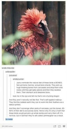 an image of a bird with red feathers on it's head and the caption below