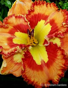 an orange and yellow flower with green leaves in the background