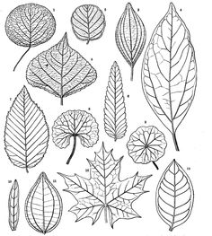 the different types of leaves are shown in this drawing, which shows how they look like