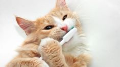 an orange and white cat holding a toothbrush in it's mouth while laying on its back