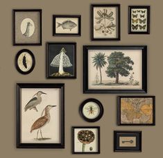 there are many framed pictures on the wall with birds and plants in them, all hanging up