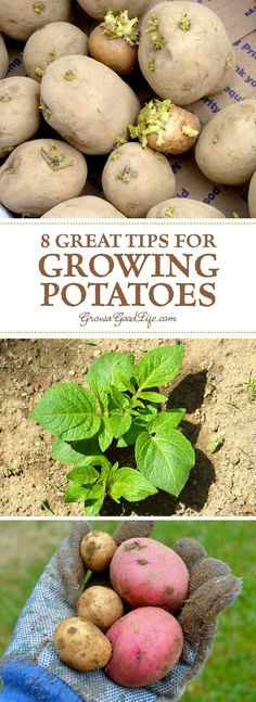 potatoes growing in the garden with text overlay that reads 8 great tips for growing potatoes